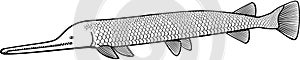 Alligator Gar photo