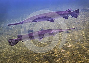 Alligator Gar - Opposite Direction