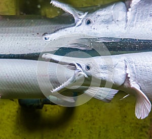 Alligator gar showing its teeth and reflecting in the water, fish showing its sharp teeth, tropical specie from America