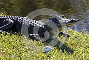 Alligator and gold ball