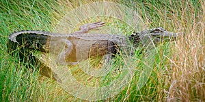 Alligator in the grass