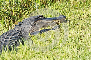 Alligator grass Everglades Florida