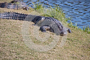 Alligator in the grass near a pond