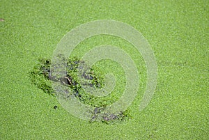 Alligator in Green Duckweed