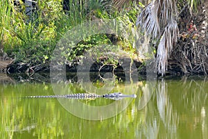 Alligator in the Green Swamp water