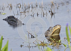 Alligator Growling for a Mate