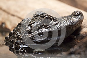 Alligator head