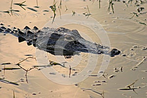 Alligator Head