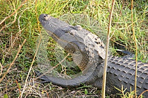 Alligator Head