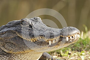 Alligator Head