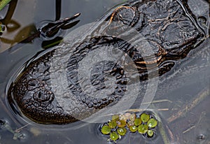 Alligator Head Close-up, Lake Seminole Park, Florida