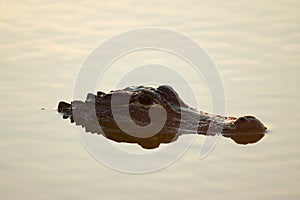 Alligator Head Closeup