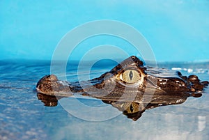 Alligator head closeup