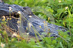 Alligator head everglades close up