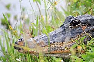 Alligator head everglades close up