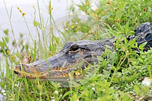 Alligator head everglades close up