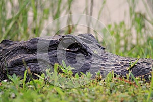 Alligator head everglades close up