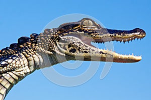 Alligator - Head, Eyes, Teeth and Skin Texture