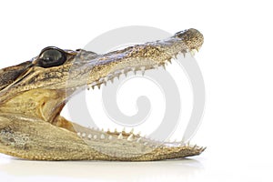 Alligator Head, focus on eye.