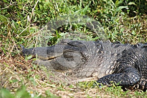 Alligator head image resting in the grassy area eyes half open staring at