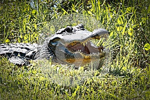 Alligator head large green grass, Everglades, Florida