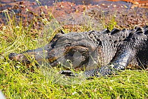 Alligator head large green grass, Everglades, Florida