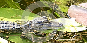 Alligator head Lily pad Everglades Florida