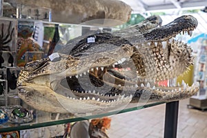 Alligator Heads with Mouth Wide Open in a Souvenir Shop