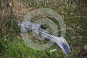 A alligator is hidden in the forest