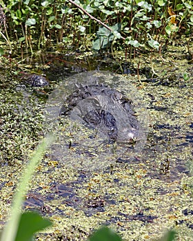 Alligator hidden in the marsh