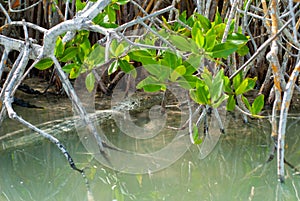 Alligator hidden in the vegetation of the biosphere of Sian Ka`an