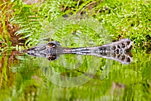 Alligator hiden in water at day