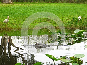 Alligator hiding at the Everglades