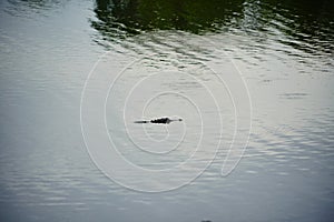 Alligator hiding in Tampa bypass canal
