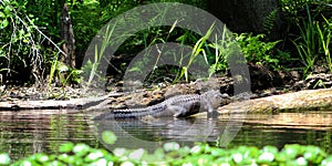 Alligator in Hillsborough State Park Florida.