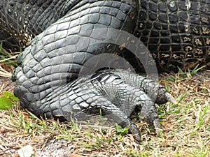 Alligator hind foot and leg