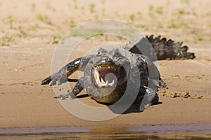 Alligator hungry