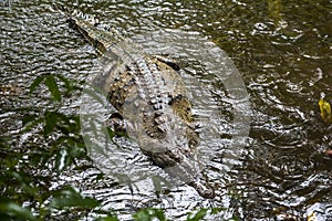 Alligator hunting in Corcovado, Costa Rica