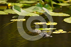 Alligator hunting in Everglades, Florida