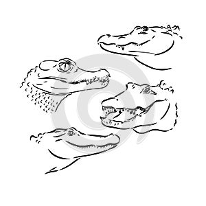 Alligator illustration in doodle style. Vector isolated on a white background.