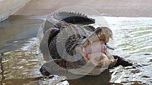 Alligator in its normal habits