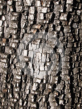 Alligator juniper bark