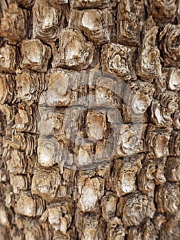 Alligator Juniper Tree Bark Up Close - Sedona, Arizona