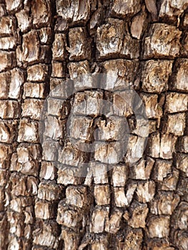 Alligator Juniper Tree Bark Up Close - Sedona, Arizona