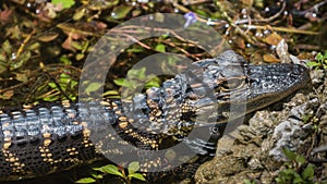 Alligator Juvenile, Resting, Big Cypress National Preserve, Florida