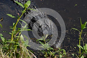 The alligator keeps a close eye on any movement near its young