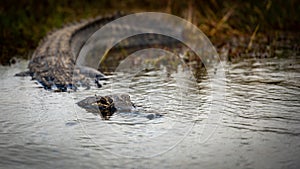 Alligator Keeps Eyes Above Dark Water