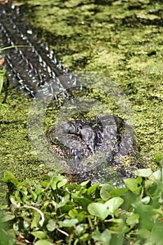 Alligator