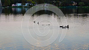 An alligator in lake morton of lakeland, Florida