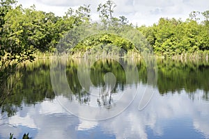 The alligator lake at the Six Mile Cypress Slough Reserve in Ft.Myers, Florida.